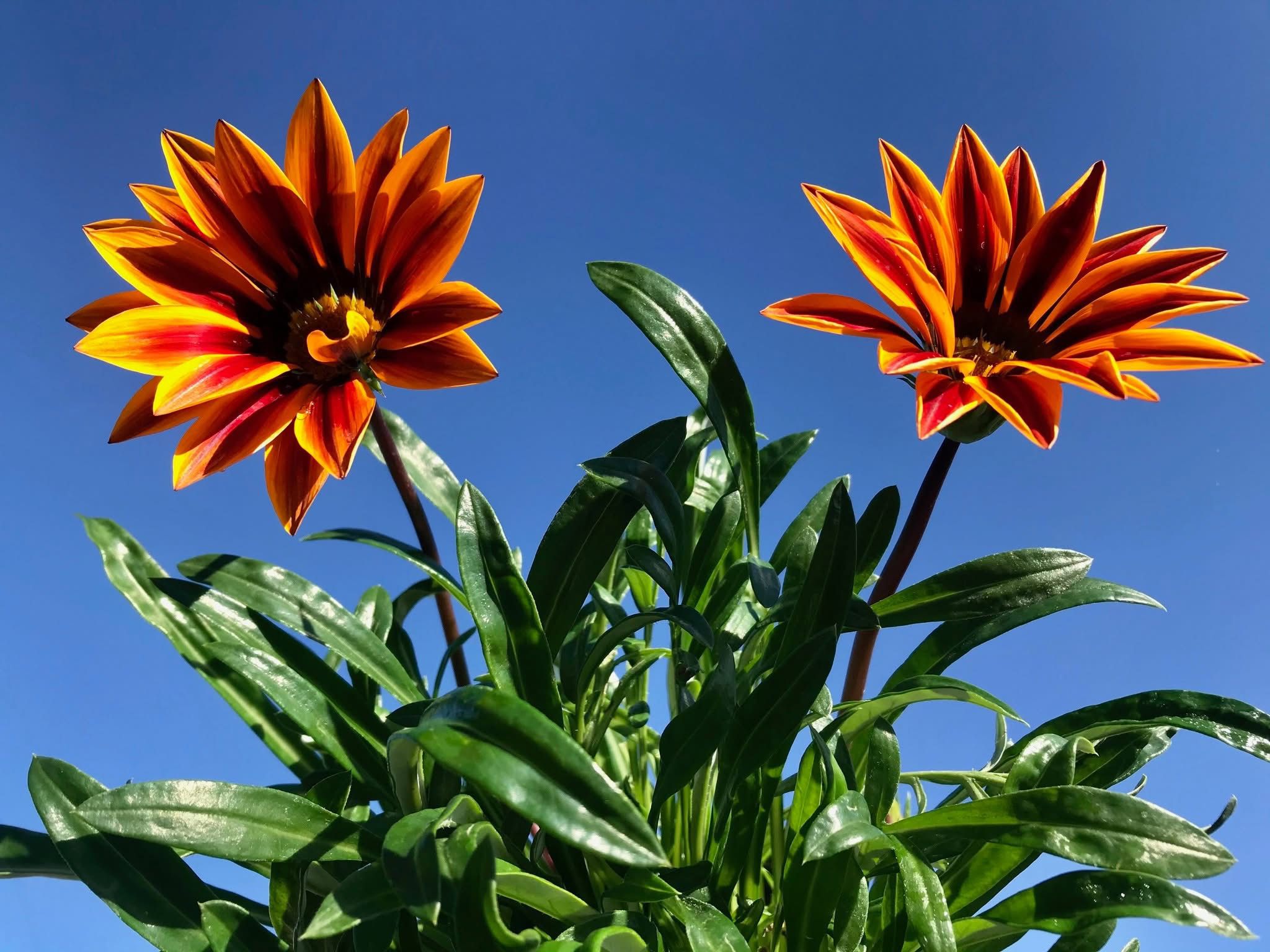 Seasonal Bedding