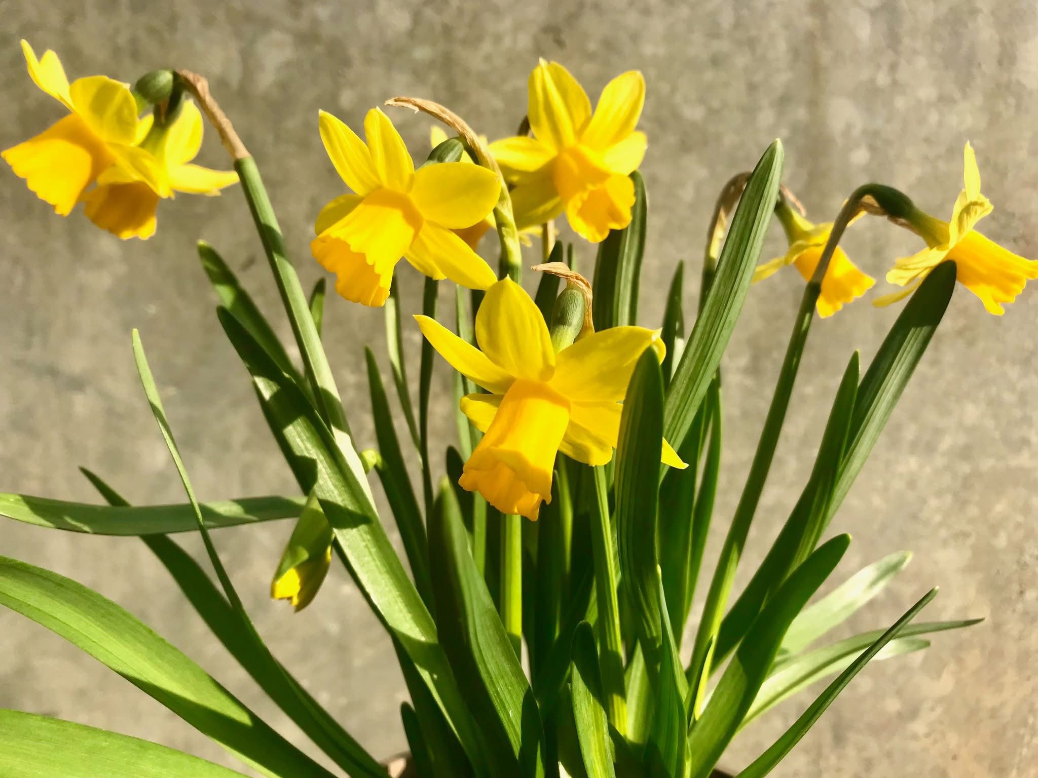 Bulbs