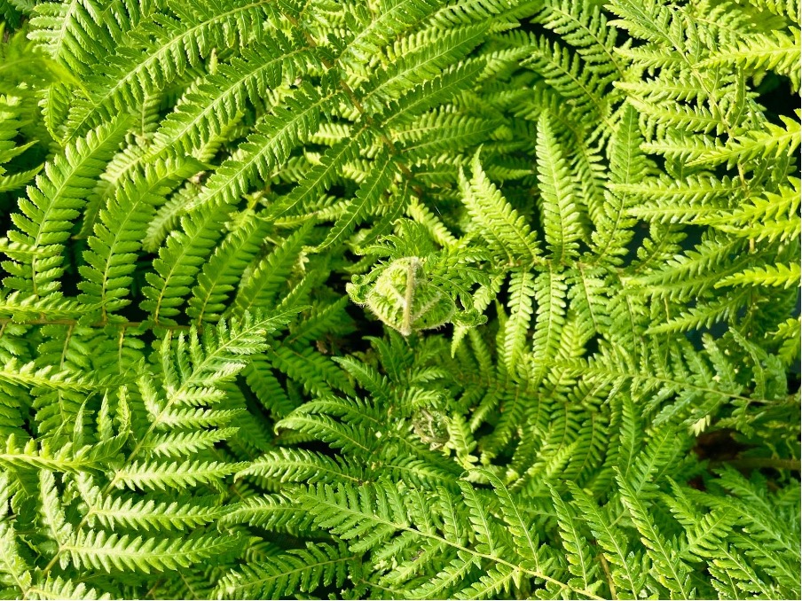 Ferns