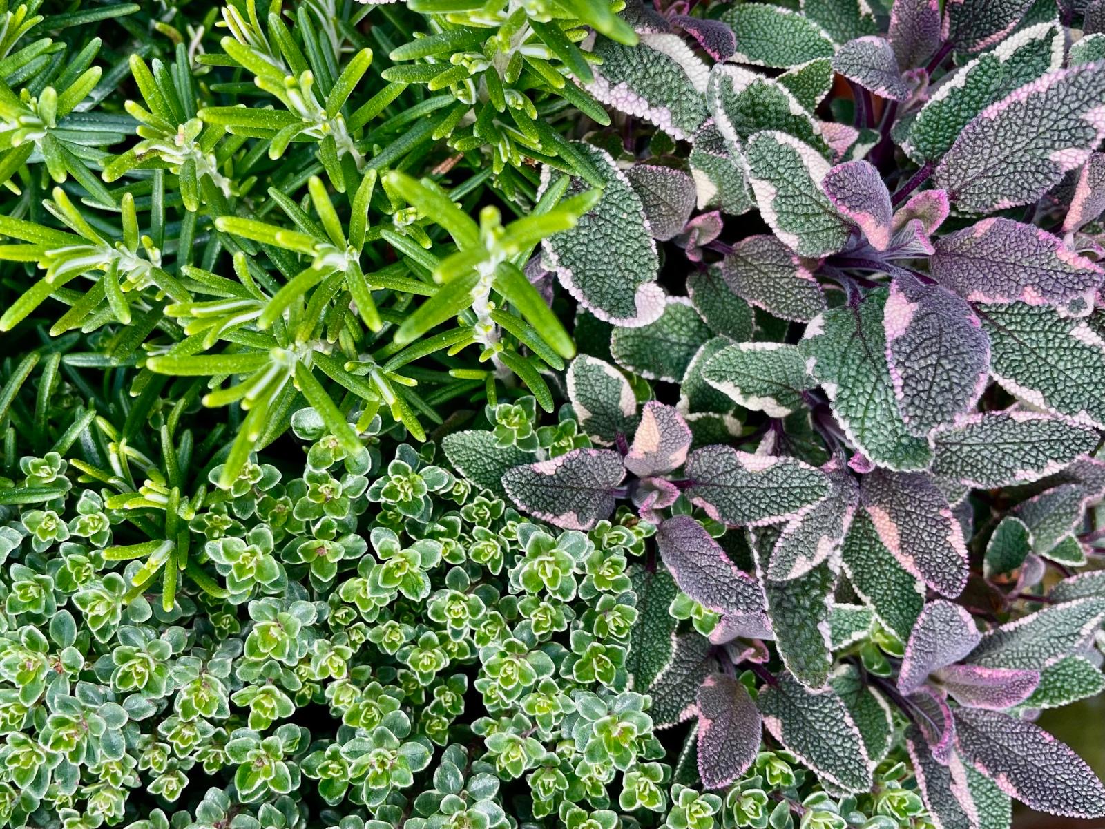 Herbs